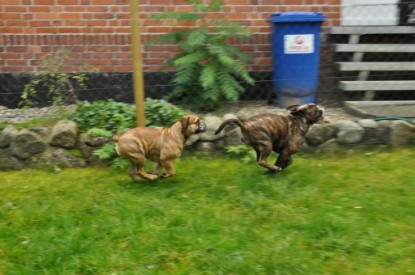 Continental Bulldogs Seeblickbulls Bilderalbum - Attila zu Besuch