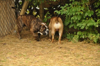 Continental Bulldogs Seeblickbulls Bilderalbum - Attila zu Besuch