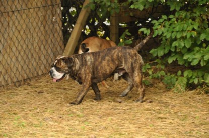 Continental Bulldogs Seeblickbulls Bilderalbum - Attila zu Besuch