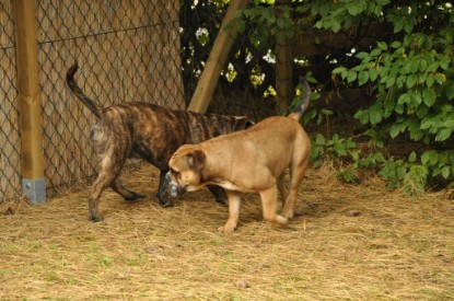 Continental Bulldogs Seeblickbulls Bilderalbum - Attila zu Besuch