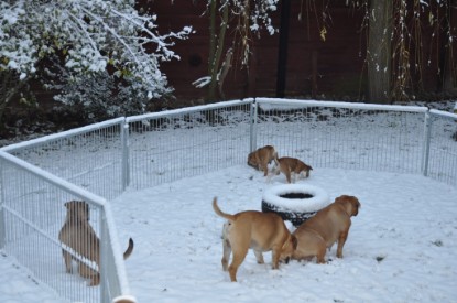 Continental Bulldogs Seeblickbulls Bilderalbum - Charlottes erster Schnee