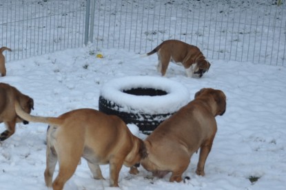 Continental Bulldogs Seeblickbulls Bilderalbum - Charlottes erster Schnee