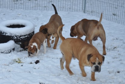 Continental Bulldogs Seeblickbulls Bilderalbum - Charlottes erster Schnee