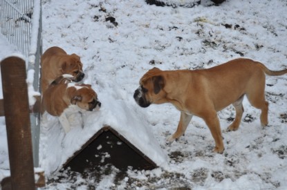 Continental Bulldogs Seeblickbulls Bilderalbum - Charlottes erster Schnee