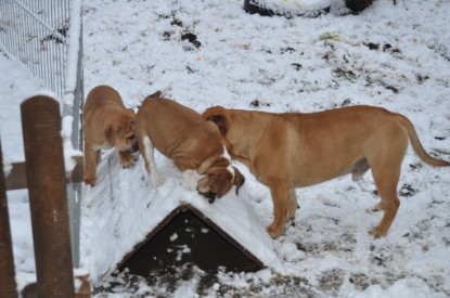 Continental Bulldogs Seeblickbulls Bilderalbum - Charlottes erster Schnee