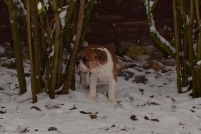 Continental Bulldogs Seeblickbulls Bilderalbum - Charlottes erster Schnee