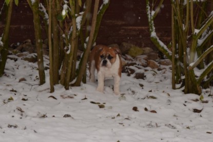 Continental Bulldogs Seeblickbulls Bilderalbum - Charlottes erster Schnee