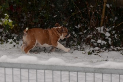 Continental Bulldogs Seeblickbulls Bilderalbum - Charlottes erster Schnee