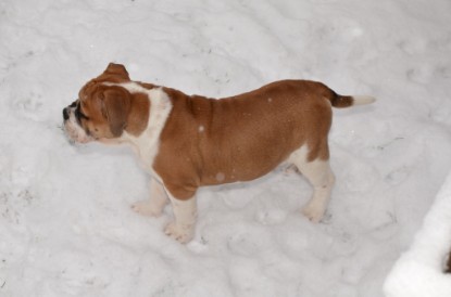 Continental Bulldogs Seeblickbulls Bilderalbum - Charlottes erster Schnee