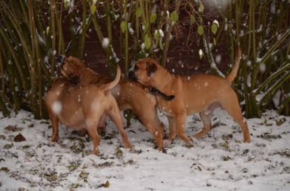 Continental Bulldogs Seeblickbulls Bilderalbum - Charlottes erster Schnee