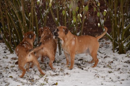 Continental Bulldogs Seeblickbulls Bilderalbum - Charlottes erster Schnee