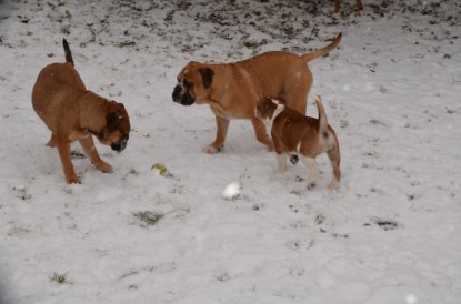 Continental Bulldogs Seeblickbulls Bilderalbum - Charlottes erster Schnee