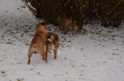 Continental Bulldogs Seeblickbulls Bilderalbum - Charlottes erster Schnee