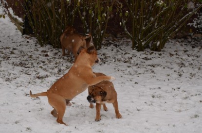 Continental Bulldogs Seeblickbulls Bilderalbum - Charlottes erster Schnee