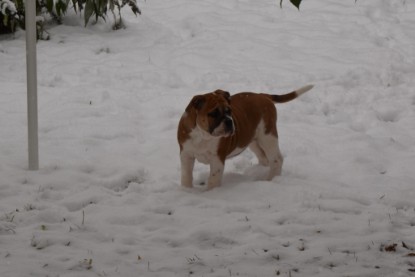 Continental Bulldogs Seeblickbulls Bilderalbum - Charlottes erster Schnee