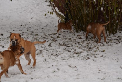 Continental Bulldogs Seeblickbulls Bilderalbum - Charlottes erster Schnee