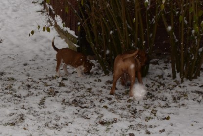 Continental Bulldogs Seeblickbulls Bilderalbum - Charlottes erster Schnee