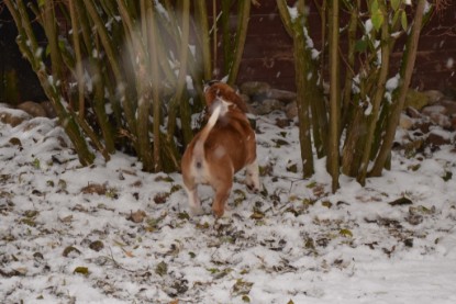 Continental Bulldogs Seeblickbulls Bilderalbum - Charlottes erster Schnee