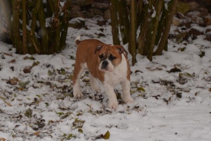 Continental Bulldogs Seeblickbulls Bilderalbum - Charlottes erster Schnee