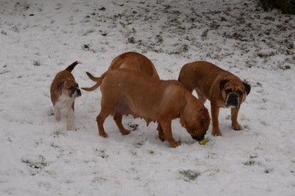 Continental Bulldogs Seeblickbulls Bilderalbum - Charlottes erster Schnee