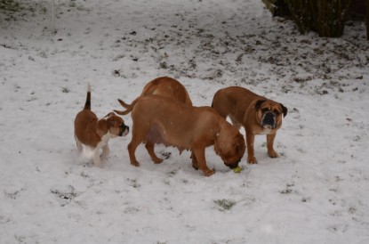 Continental Bulldogs Seeblickbulls Bilderalbum - Charlottes erster Schnee