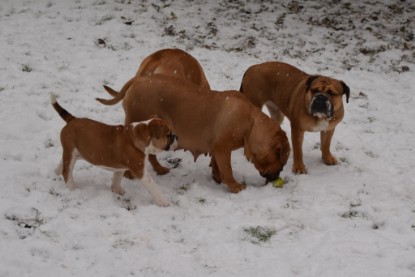 Continental Bulldogs Seeblickbulls Bilderalbum - Charlottes erster Schnee