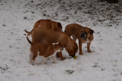 Continental Bulldogs Seeblickbulls Bilderalbum - Charlottes erster Schnee