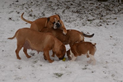 Continental Bulldogs Seeblickbulls Bilderalbum - Charlottes erster Schnee