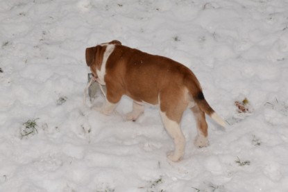 Continental Bulldogs Seeblickbulls Bilderalbum - Charlottes erster Schnee