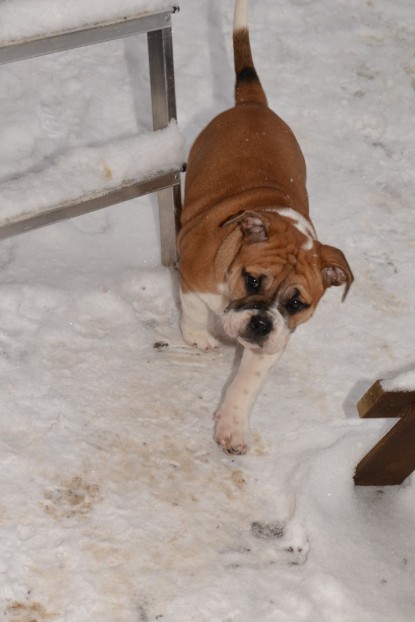 Continental Bulldogs Seeblickbulls Bilderalbum - Charlottes erster Schnee