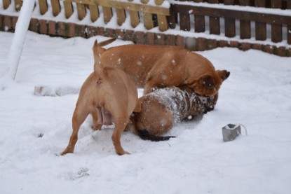 Continental Bulldogs Seeblickbulls Bilderalbum - Charlottes erster Schnee