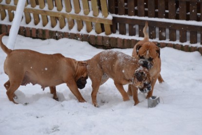 Continental Bulldogs Seeblickbulls Bilderalbum - Charlottes erster Schnee