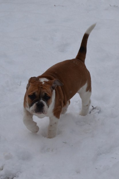 Continental Bulldogs Seeblickbulls Bilderalbum - Charlottes erster Schnee