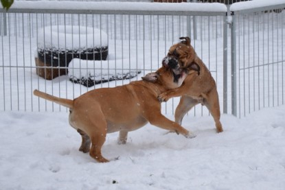 Continental Bulldogs Seeblickbulls Bilderalbum - Charlottes erster Schnee