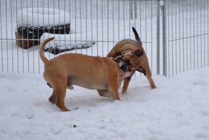 Continental Bulldogs Seeblickbulls Bilderalbum - Charlottes erster Schnee