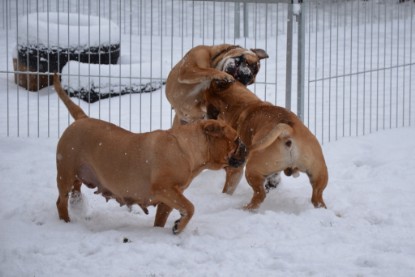 Continental Bulldogs Seeblickbulls Bilderalbum - Charlottes erster Schnee