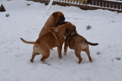 Continental Bulldogs Seeblickbulls Bilderalbum - Charlottes erster Schnee