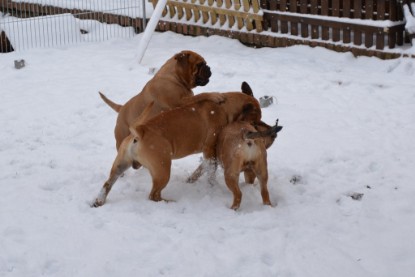 Continental Bulldogs Seeblickbulls Bilderalbum - Charlottes erster Schnee