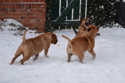 Continental Bulldogs Seeblickbulls Bilderalbum - Charlottes erster Schnee