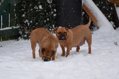 Continental Bulldogs Seeblickbulls Bilderalbum - Charlottes erster Schnee