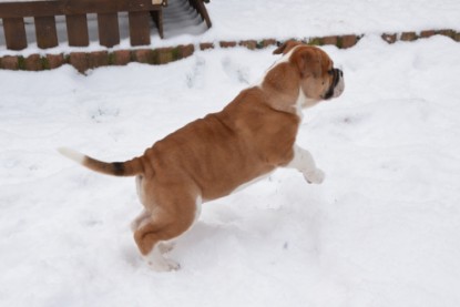 Continental Bulldogs Seeblickbulls Bilderalbum - Charlottes erster Schnee