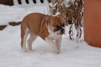 Continental Bulldogs Seeblickbulls Bilderalbum - Charlottes erster Schnee