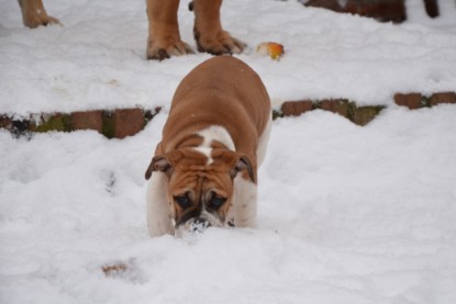 Continental Bulldogs Seeblickbulls Bilderalbum - Charlottes erster Schnee