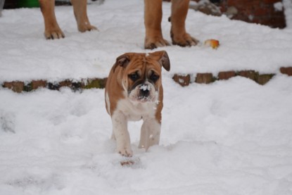 Continental Bulldogs Seeblickbulls Bilderalbum - Charlottes erster Schnee