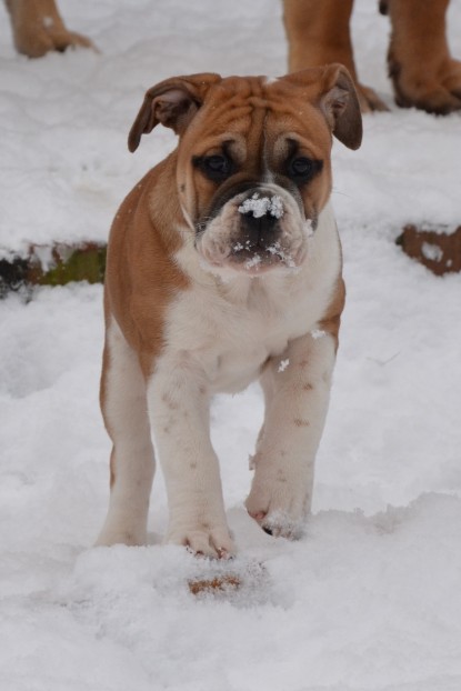 Continental Bulldogs Seeblickbulls Bilderalbum - Charlottes erster Schnee