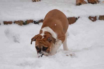 Continental Bulldogs Seeblickbulls Bilderalbum - Charlottes erster Schnee