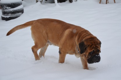 Continental Bulldogs Seeblickbulls Bilderalbum - Charlottes erster Schnee