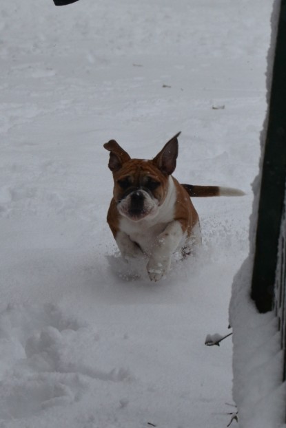 Continental Bulldogs Seeblickbulls Bilderalbum - Charlottes erster Schnee