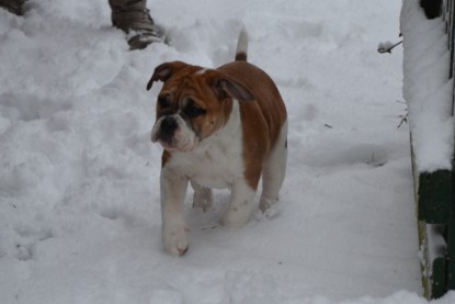 Continental Bulldogs Seeblickbulls Bilderalbum - Charlottes erster Schnee