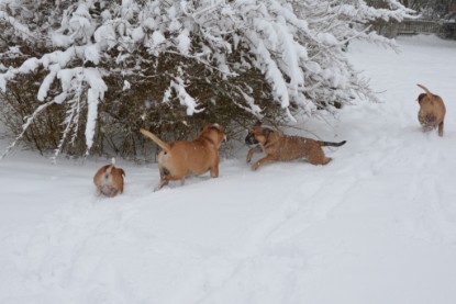 Continental Bulldogs Seeblickbulls Bilderalbum - Charlottes erster Schnee